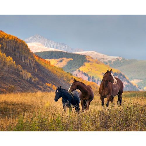 Horses grazing in the Fall in the Rocky Mountains near Crested Butte